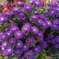 Гавриш Астра Трубадур синий, однолетняя 0,05 г 