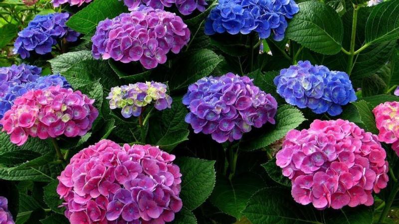 «Акварин» - инновационные удобрения для растений