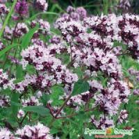 Душица обыкновенная Северное сияние 0,05г