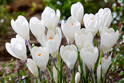 Крокус Крупноцветковый Айс Квин 10шт 7/8