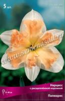 Нарцисс с Расщеплённой коронкой Палмарес (12/14) 5шт.