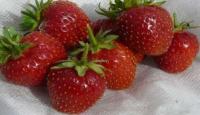Земляника Росинка