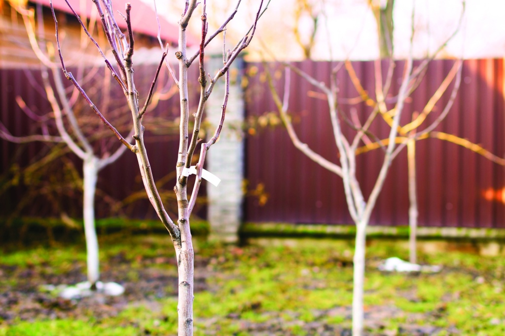 посадка сада осенью