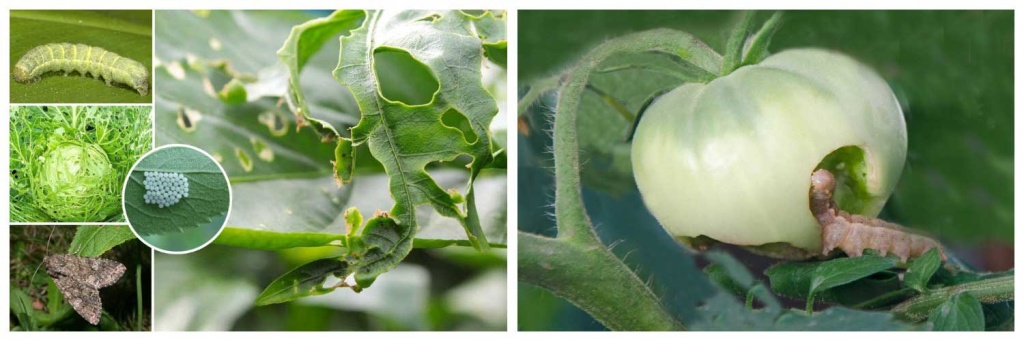 обработка.jpg обработка.jpg