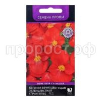 бегония спринт плюс ред