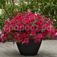 петуния вэйв кармин велюр