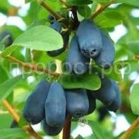 Без названия Без названия