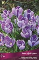 Крокус Кинг оф Стрипт Крокус Кинг оф Стрипт