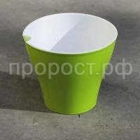 Афина-киви-600x600