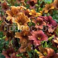 Без названия (33)