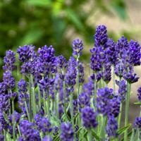 lavancepurple-1-500x500-1