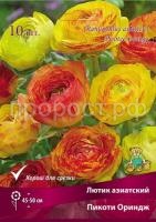 lutik_asia_picoti_oringe_kaper