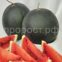 Арбуз Шуга Бейби 50 гр