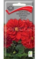 ГЕОРГИНА БАРОККО КРАСН. ГЕОРГИНА БАРОККО КРАСН.