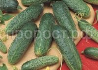 GZ_011927_Gherkins_Asterix