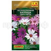 остеоспермум баллада остеоспермум баллада