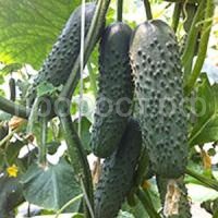 Огурец Седрик F1 500 шт