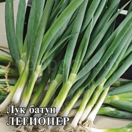Лук Батун Легионер 10 г