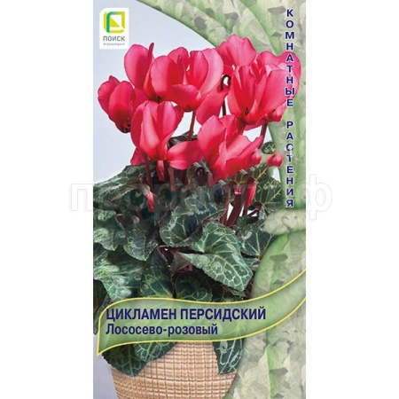 Цикламен персидский Лососево-розовый 2шт