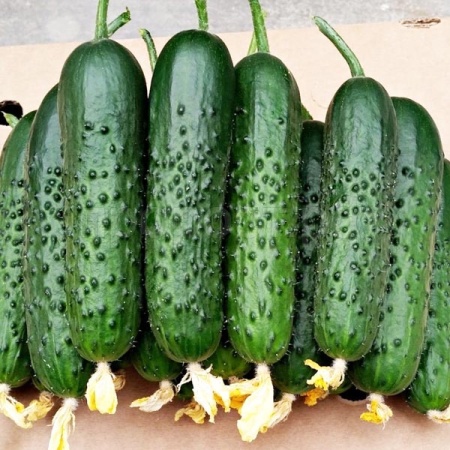 Огурец Спино F1 500 шт