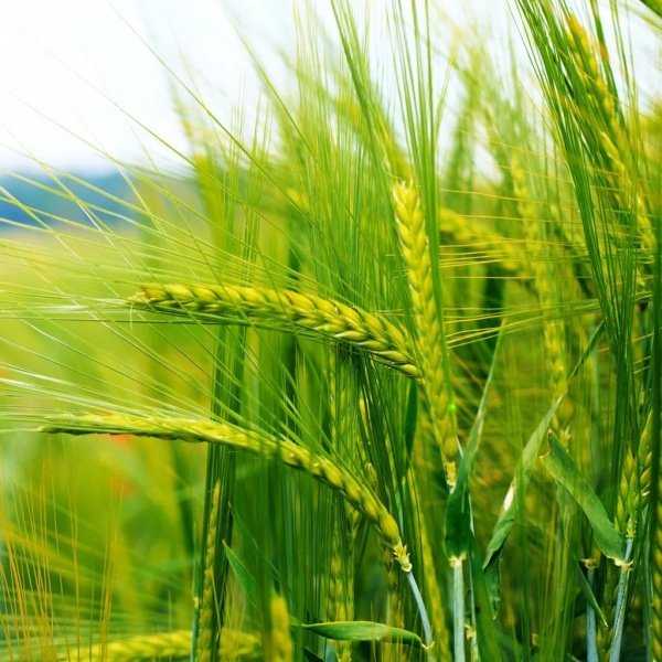 Семена пшеницы 0,8кг