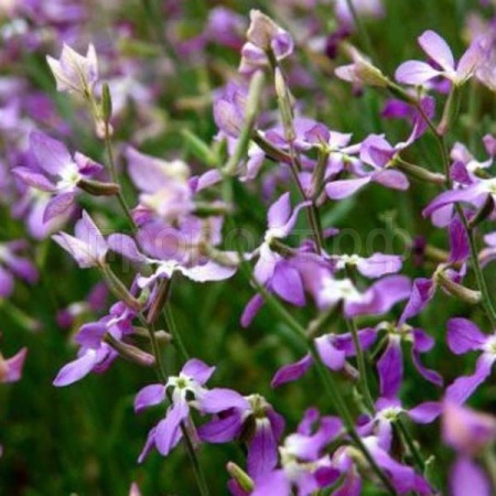 Маттиола Лиловая 0,5г