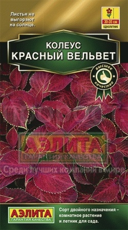 Колеус Блюме Красный вельвет 5шт 
