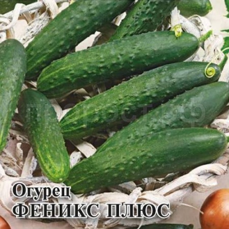 Огурец Феникс плюс 10 г