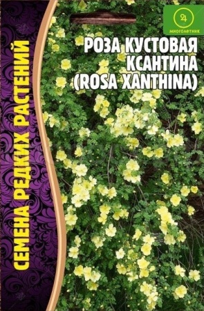 Роза кустовая Ксантина 10 шт 