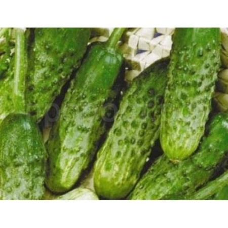 Огурец Амур F1 250шт 