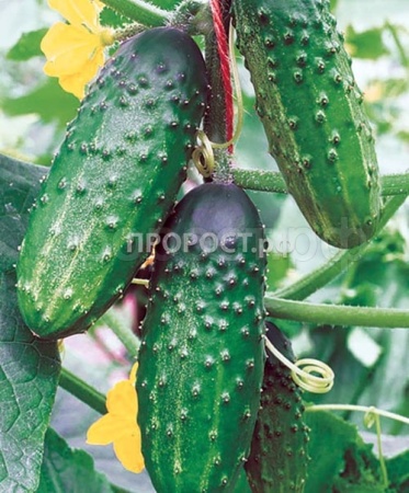 Огурец Сокол F1 2г 