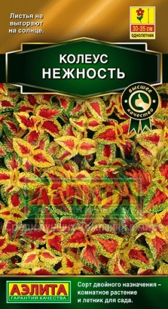 Колеус Блюме Нежность 