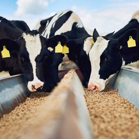 Рыбий Жир ДОБРОЖИЛ 1л