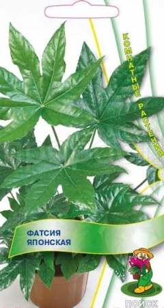 Фатсия японская Аралия 3шт