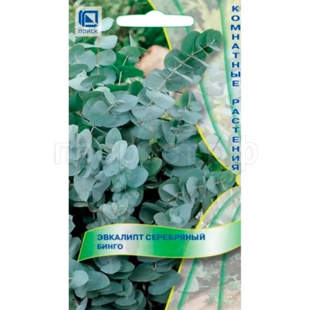 Эвкалипт серебряный Бинго 5 шт