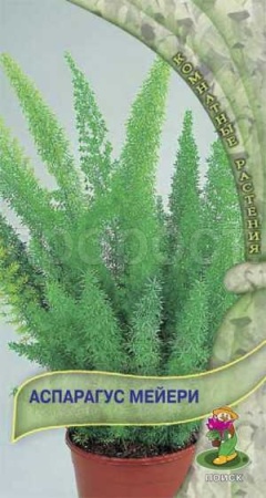 Аспарагус Мейери 3шт
