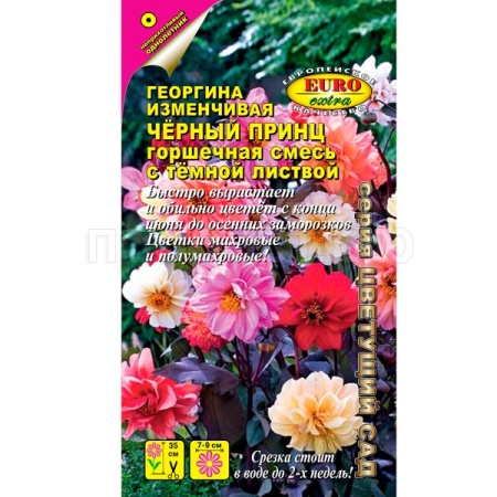 Георгина Нифертити смесь 10шт