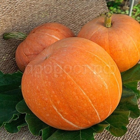 Тыква крупноплодная Стофунтовая 10г
