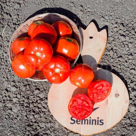 Томат Таня F1 1000 шт