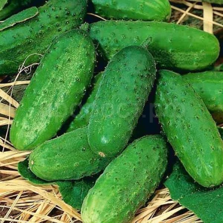 Огурец Аист 0,5г ч/б 