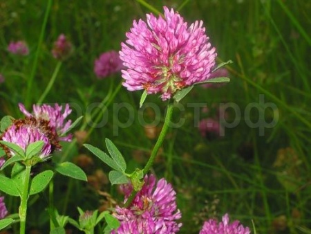 Семена клевера красного Дымковский 500 г 