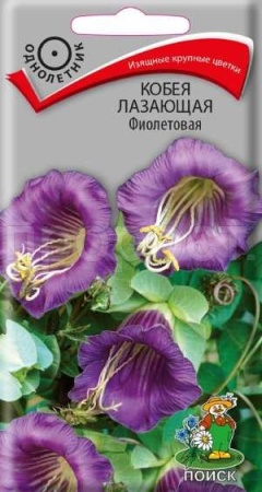 Кобея лазающая Фиолетовая 5шт 