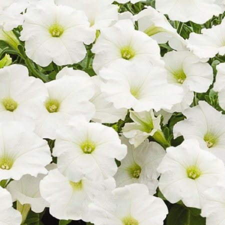 Петуния крупноцв. драже SUCCESS 360° White F1 10шт.