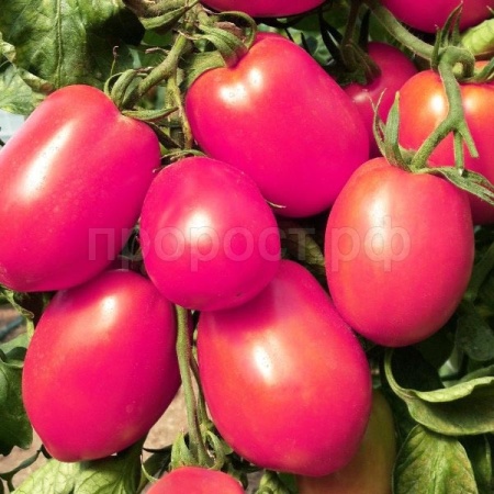 Томат Де барао Розовый 0,5г