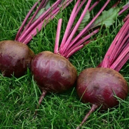 Свекла Смуглянка 10г