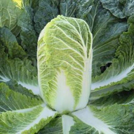 Капуста пекинская Нежность F1 10 г