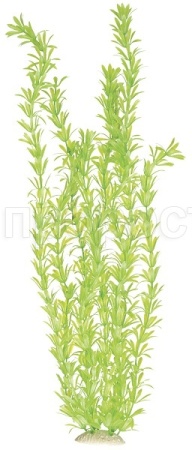 Растение пластмассовое 30см Эгерия зеленая/Р4308