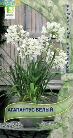 Агапантус Белый 3шт