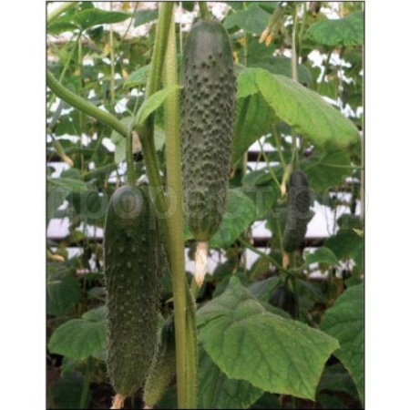 Огурец Артист F1 250шт