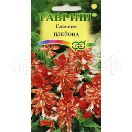 Сальвия Плейона карликовая 5шт